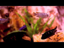 Video laden en afspelen in Gallery-weergave, Sushi King